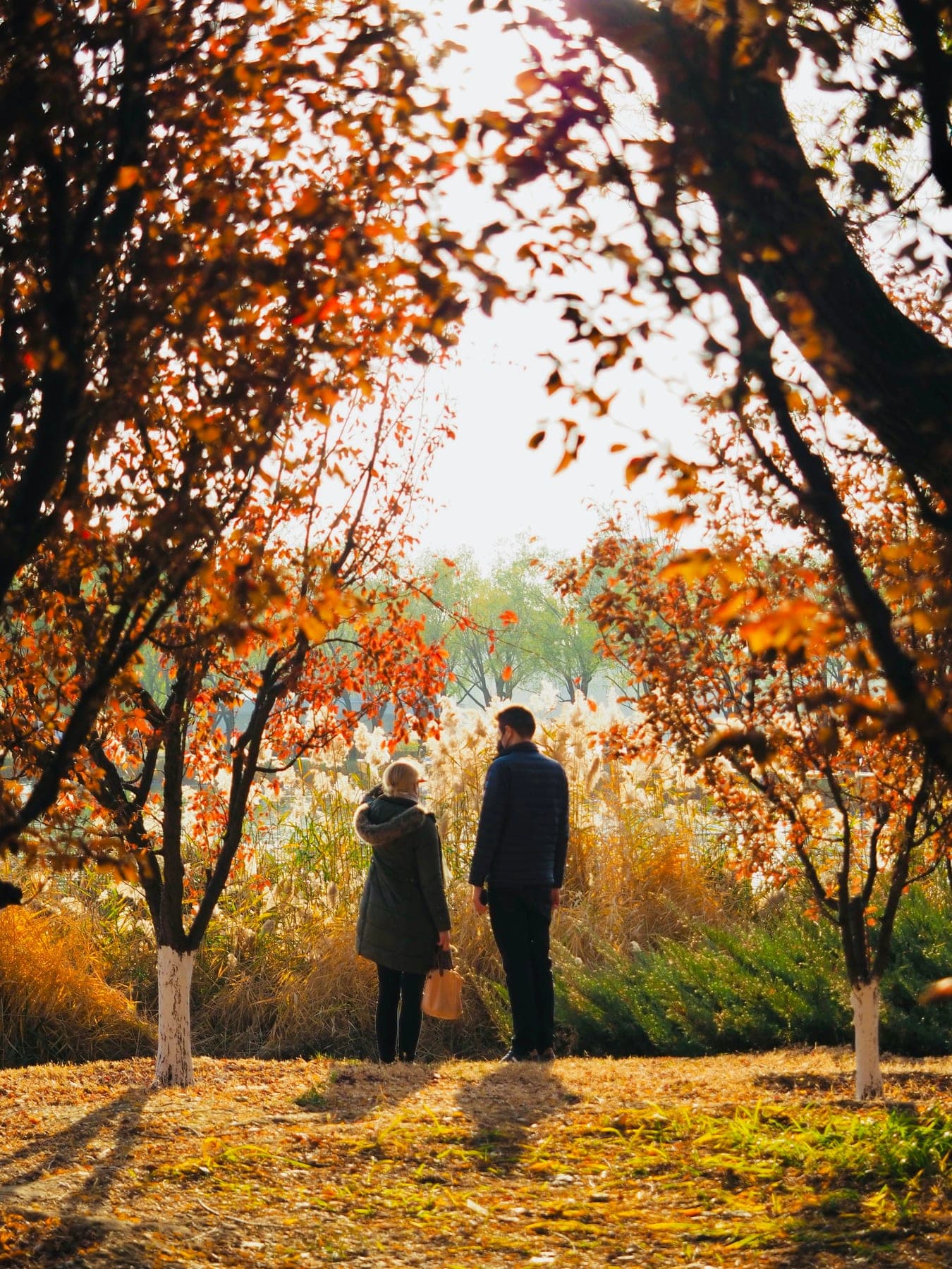 Autumn trees surrounding a couple in a park